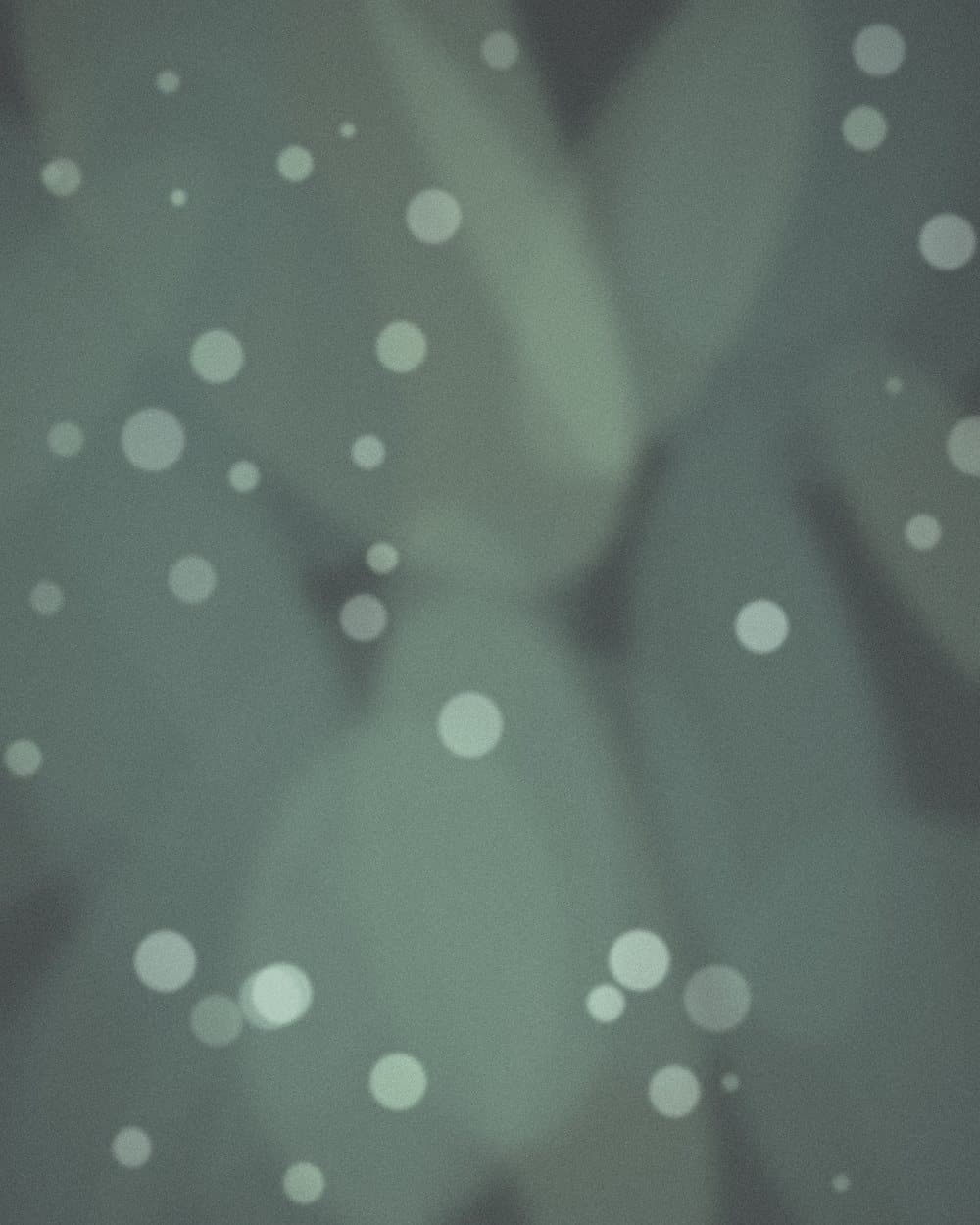 Soft grey-green leaves with scattered points of light, before editing